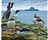 Guillemots & Puffins On Lunga, Treshnish Isles