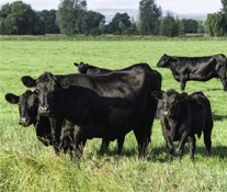 The Famous Aberdeen Angus Cattle