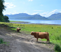 Some of the Neighbours