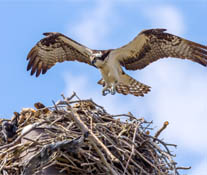 Osprey Returning to its Nest
