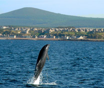 Dolphin in Moray Firth
