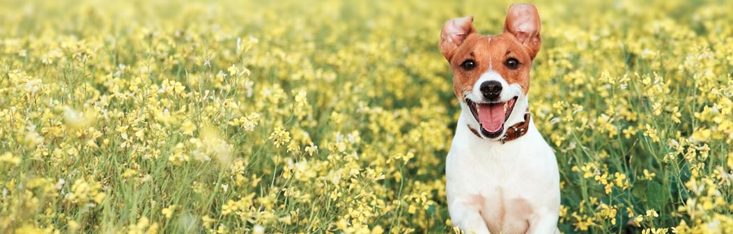 dog-friendly-banner.jpg dog-friendly-banner.jpg