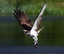 Osprey Hunting for Fish