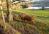 Nearby Highland cattle
