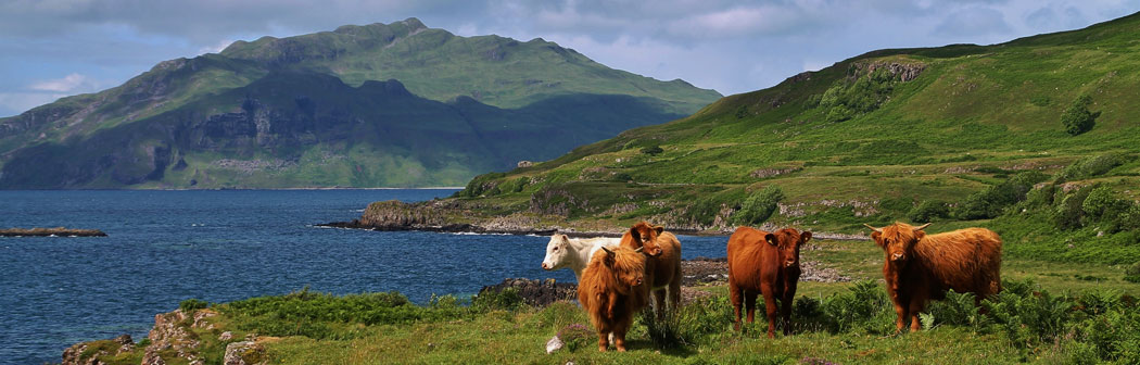 Highland Cows by the Sound of Mull