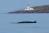Minke whale spotted in the water