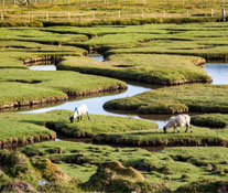 Sheep Pasture on the Isle of Harris