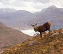 The Outlook over Loch Torridon